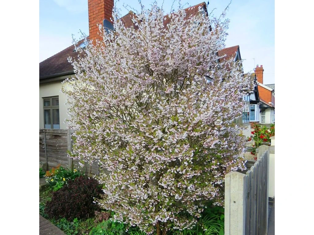 Okrasná čerešňa Kojou - no - mai, výška 30-40 cm, kvetináč 2,5 l