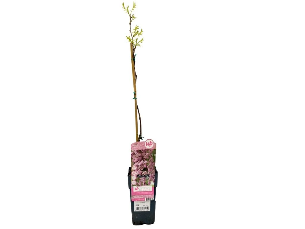 Vistárie květnatá Rosea, výška 50–70 cm, květináč 15 cm