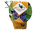 Muchovník olšolistý Saskatoon Berry, výška 20–40 cm, květináč 21 cm