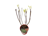 Svída bílá Elegantissima, výška 30–40 cm, květináč 14 cm