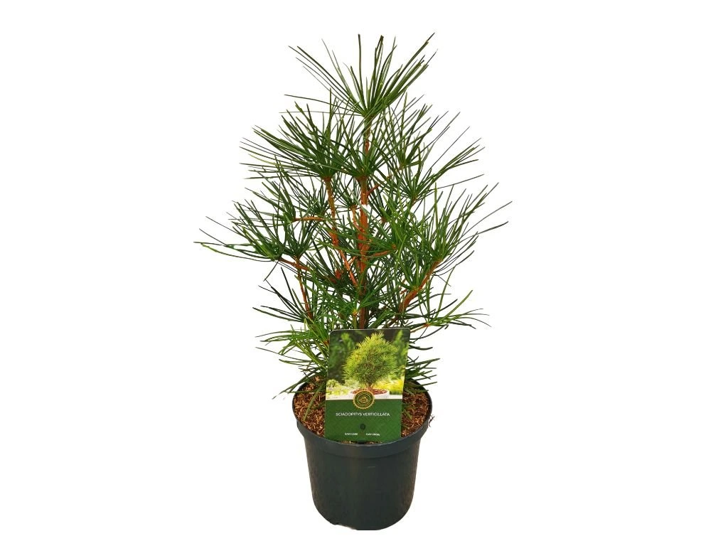 Pajehličník přeslenitý, výška 10–20 cm, květináč 9 cm