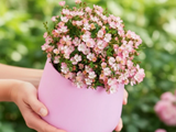 Minirůže Cutie Pie, výška 20–30 cm, květináč 17 cm