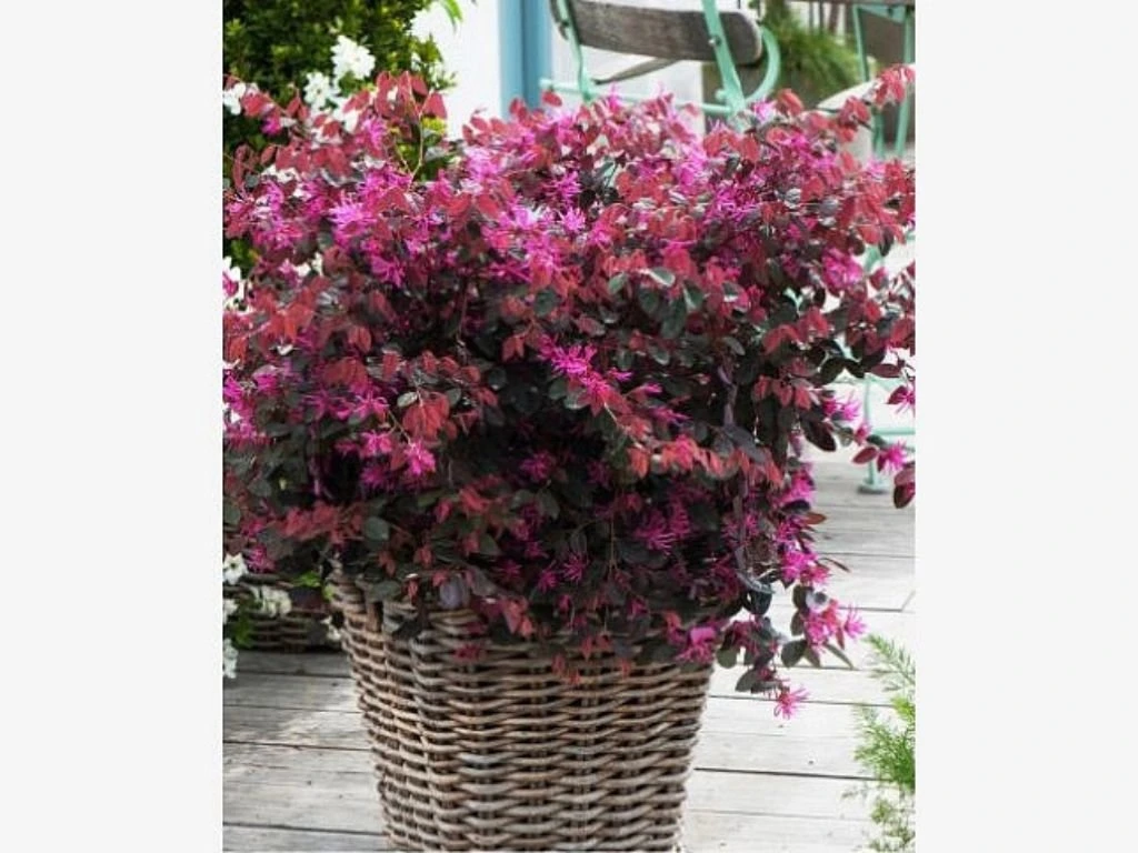 Loropetalum čínské Fire Dance, výška 30–50 cm, květináč 9 l