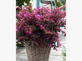 Loropetalum čínské Fire Dance, výška 30–50 cm, květináč 9 l