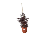 Loropetalum čínské Fire Dance, výška 60–80 cm, tvarovaný jehlan, květináč 10 l