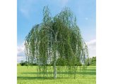Bříza převislá Youngii na 220–250 cm kmínku, obvod kmene 8–10 cm, květináč 20 l