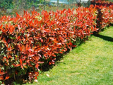 Blýskavka Fraserova Little Red Robin, výška 40–60 cm, květináč 3 l