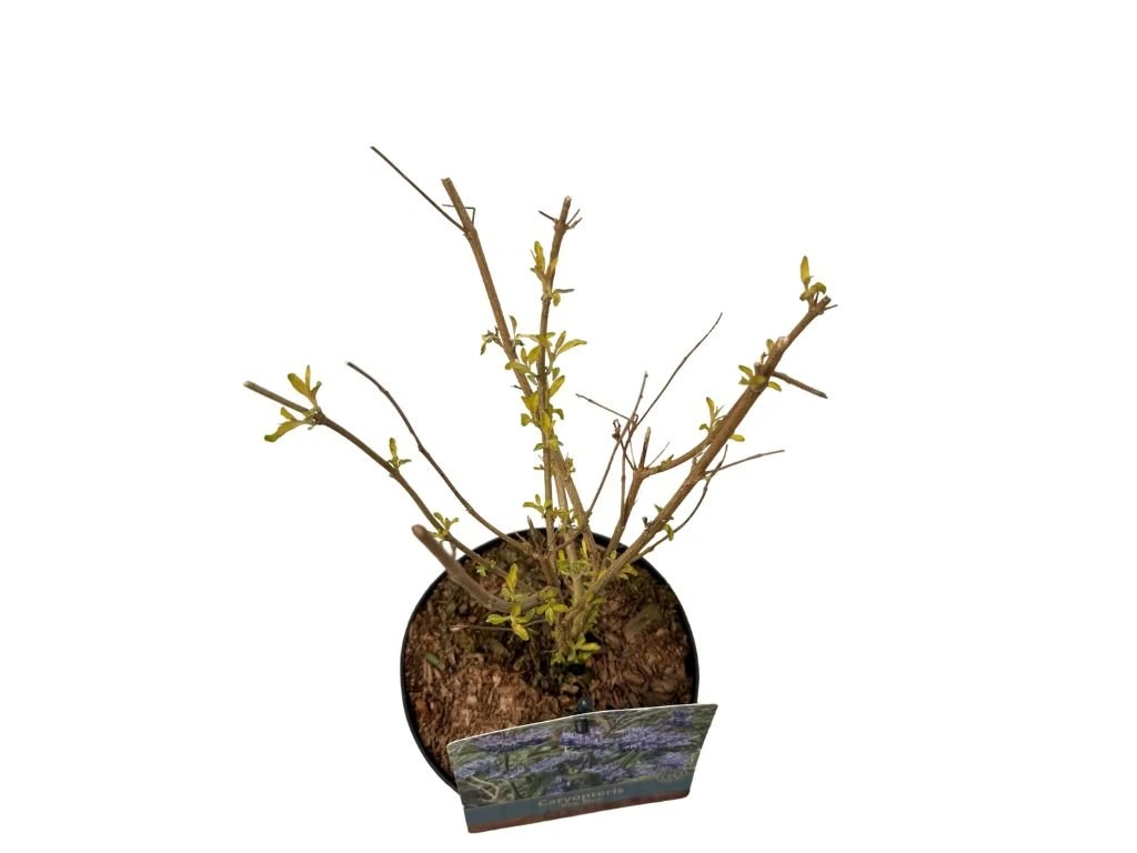 Ořechoplodec klandonský Kew Blue, výška 20–30 cm, květináč 15 cm