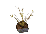 Ořechoplodec klandonský Kew Blue, výška 20–30 cm, květináč 15 cm