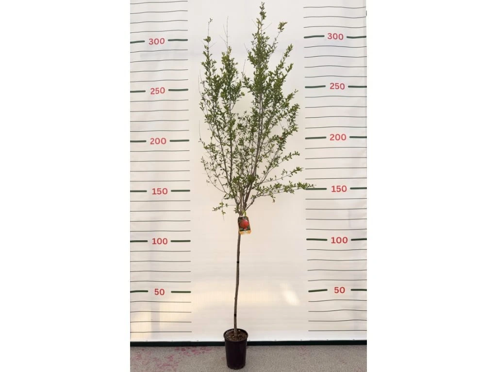 Granátovník púnsky Wonderful na 90–100 cm kmienku, výška 170–200 cm, kvetináč 6 l