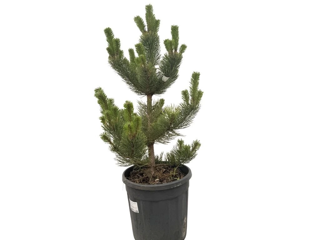 Borovice černá Oregon Green, výška 60–80 cm, květináč 12 l