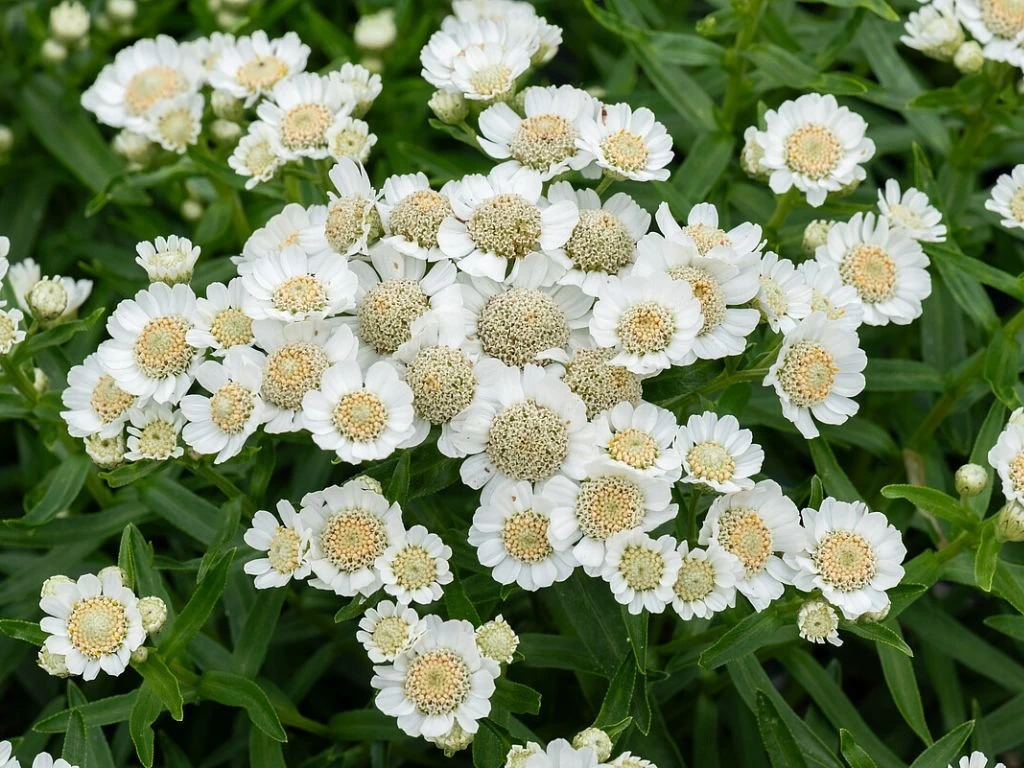 Řebříček Nana Compacta, květináč 9 cm
