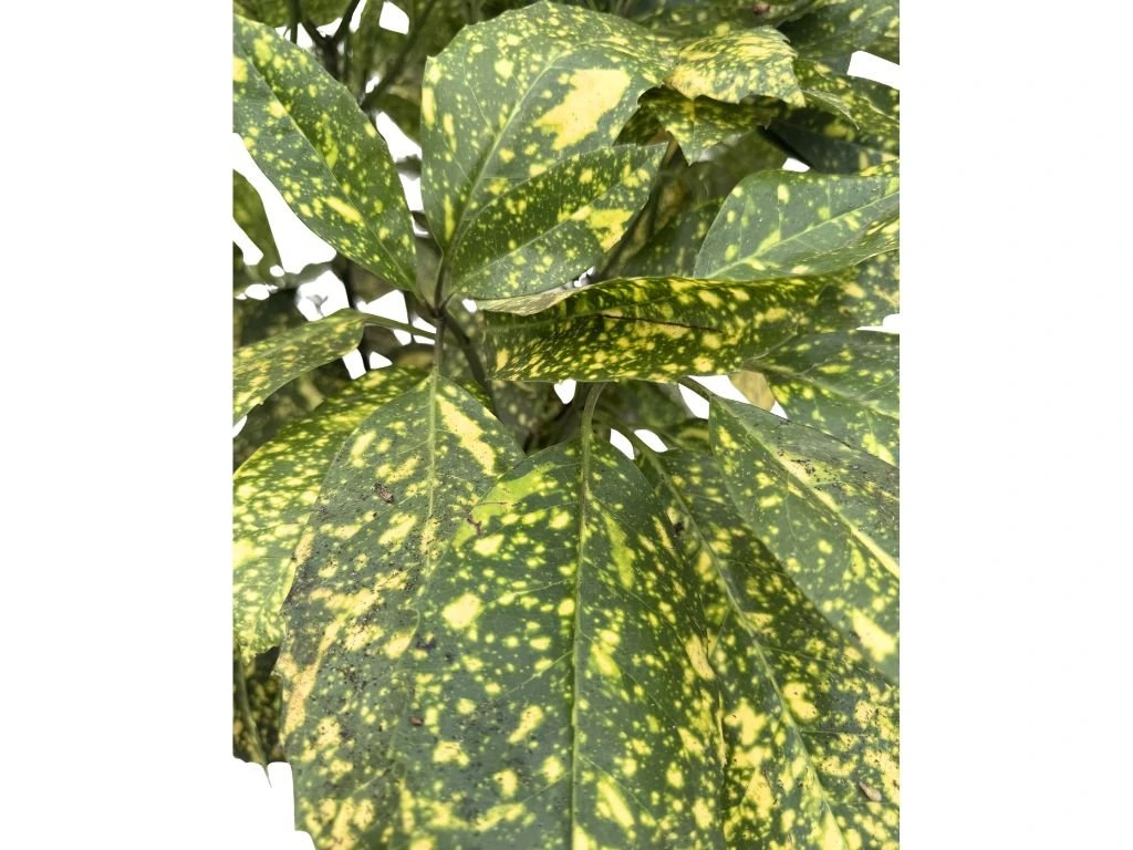 Aukuba japonská Crotonifolia, výška 80–100 cm, květináč 10 l