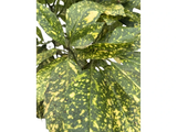 Aukuba japonská Crotonifolia, výška 80–100 cm, květináč 10 l