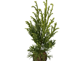 Kryptomerie japonská Jindai, výška 60–80 cm, květináč 23 cm