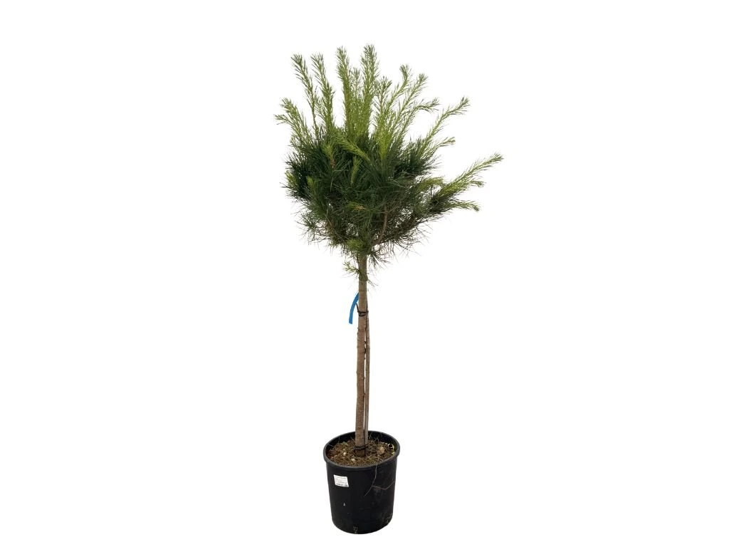 Borovice piniová na 80–90 cm kmínku, výška 120–140 cm, květináč 15 l