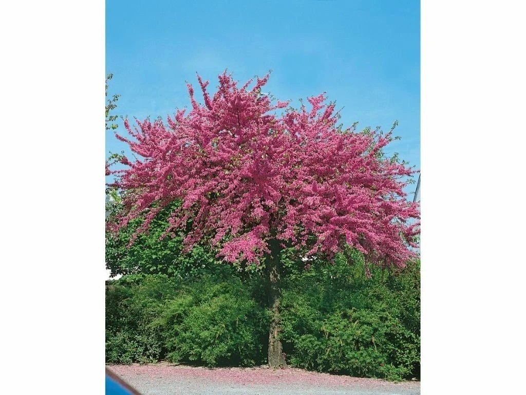 Zmarličník kanadský, výška 30–40 cm, květináč 4 l