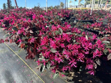 Loropetalum čínské Rubra, výška 60–70 cm, květináč 40 l
