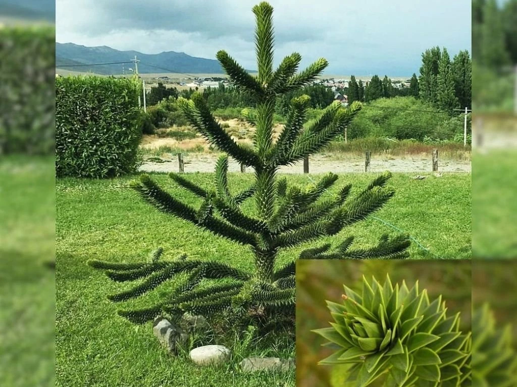 Blahočet chilský, výška 20–30 cm, květináč 15 cm