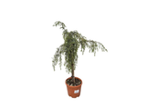 Jalovec obecný Oblonga Pendula na kmínku, výška 50–60 cm, květináč 5 l