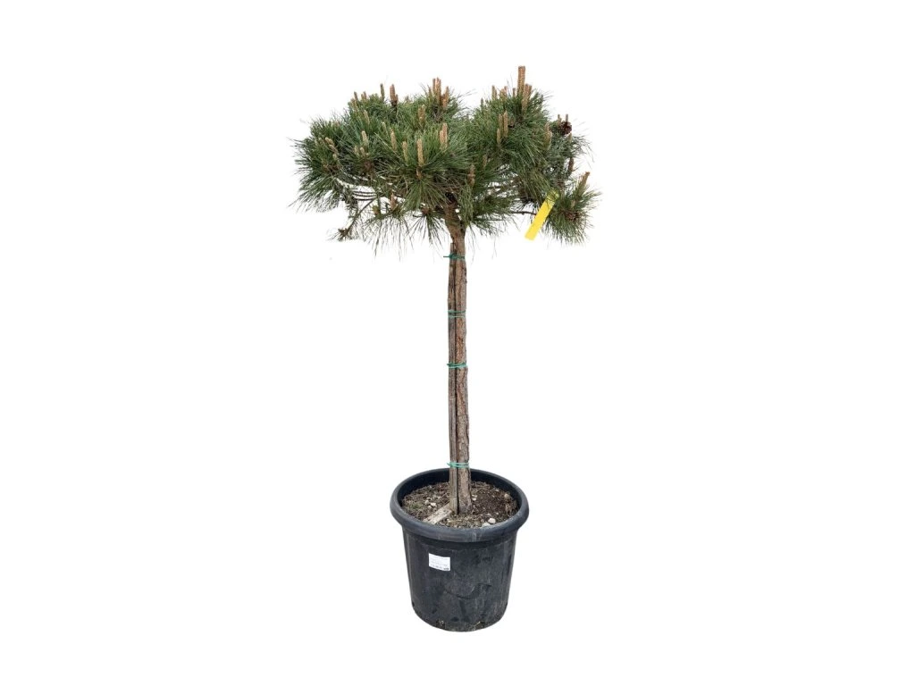 Borovice černá Brevifolia na kmínku 80–90 cm, výška 110–130 cm, květináč 25 l