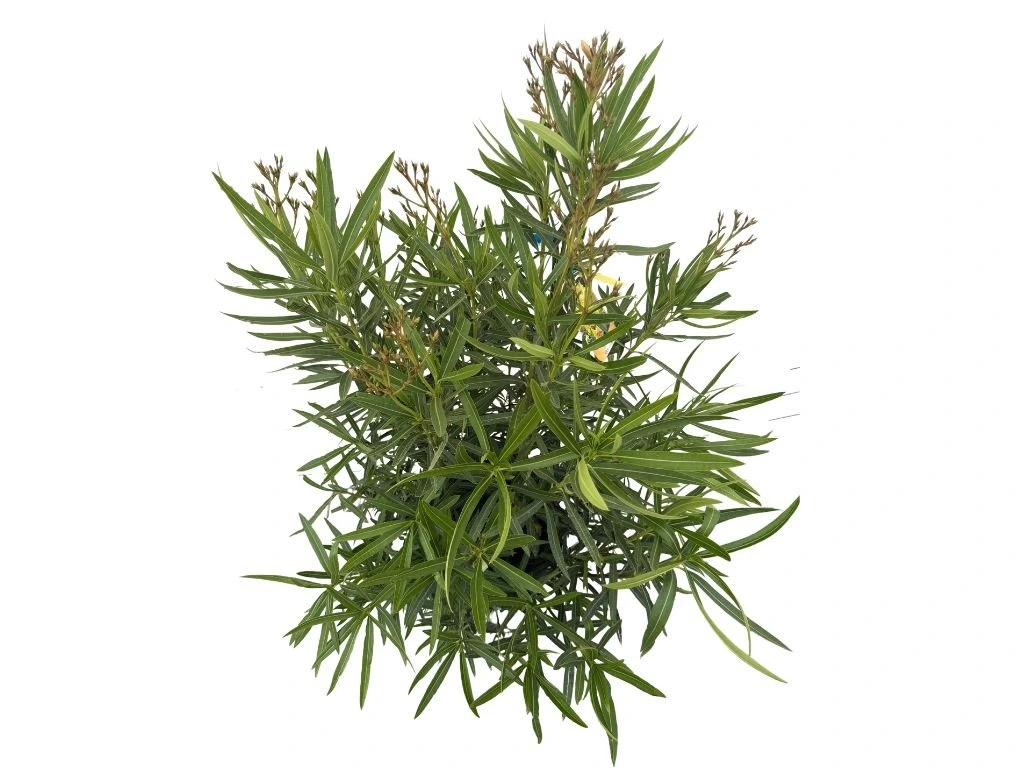 Oleandr Marie Gambetta, výška 80–100 cm, kvetináč 18 l