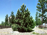 Borovice černá Oregon Green, výška 60–80 cm, květináč 12 l