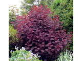 Ruj vlasatá Royal Purple, výška 20–40 cm, květináč 17 cm
