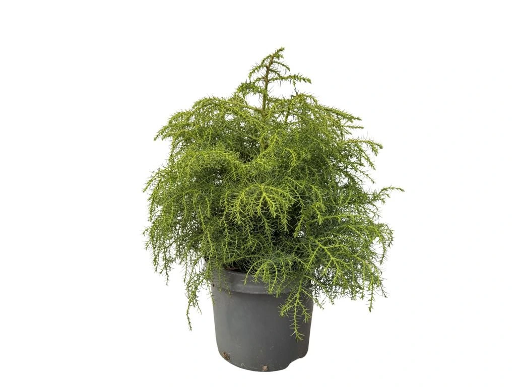 Kryptomerie japonská Elegans Viridis, výška 40–50 cm, květináč 23 cm