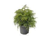 Kryptomerie japonská Elegans Viridis, výška 40–50 cm, květináč 23 cm