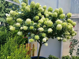 Hortenzie latnatá Limelight na kmínku 60 cm, výška 80–110 cm, květináč 5 l