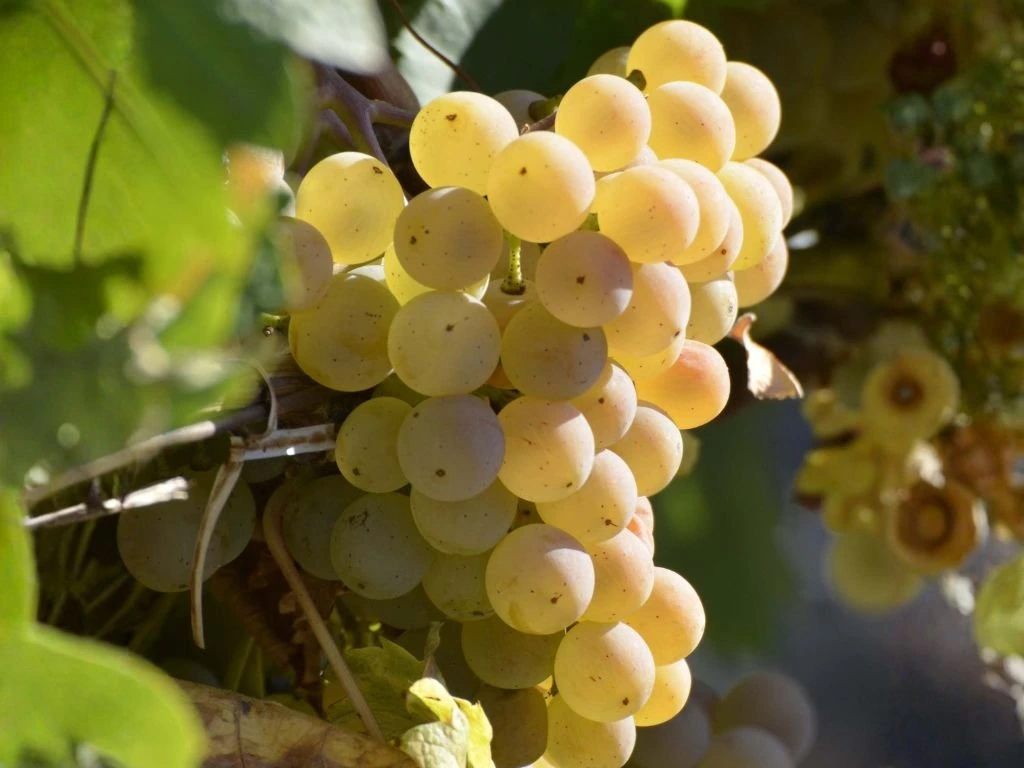 Réva vinná stolní Fragola Bianca, vyvázaná, výška 150–175 cm, květináč 5 l
