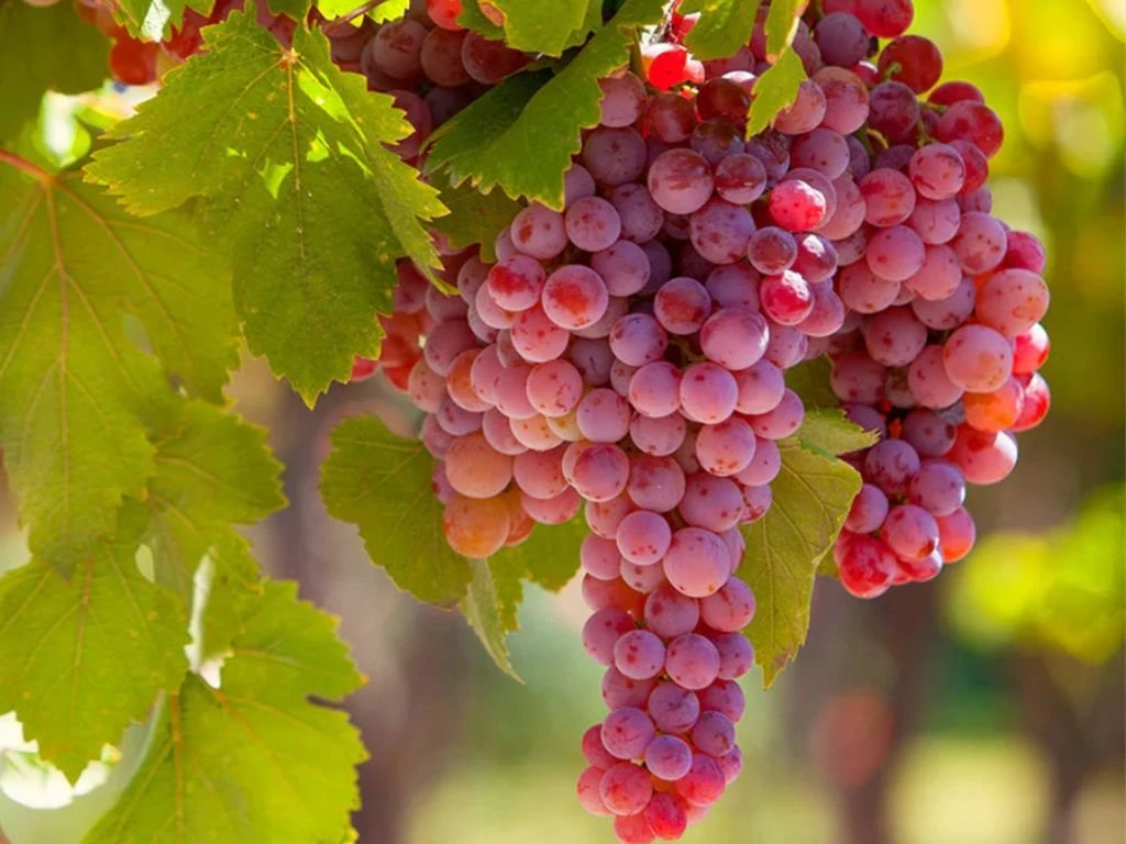 Réva vinná stolní Suffolk Red, vyvázaná, výška 150–175 cm, květináč 5 l