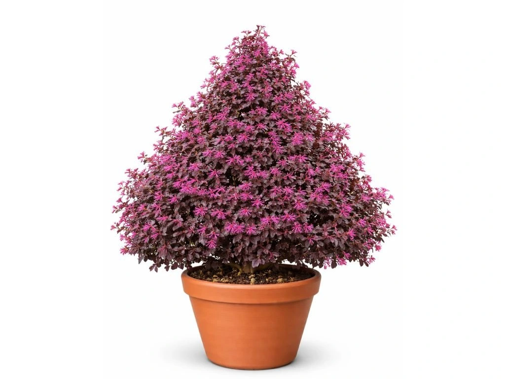 Loropetalum čínské Fire Dance, výška 60–80 cm, tvarovaný jehlan, květináč 10 l