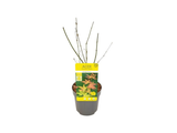 Javor dlanitolistý Orange Dream, výška 20–40 cm, květináč 10 cm