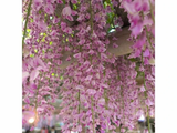 Vistárie květnatá Rosea, výška 50–70 cm, květináč 15 cm