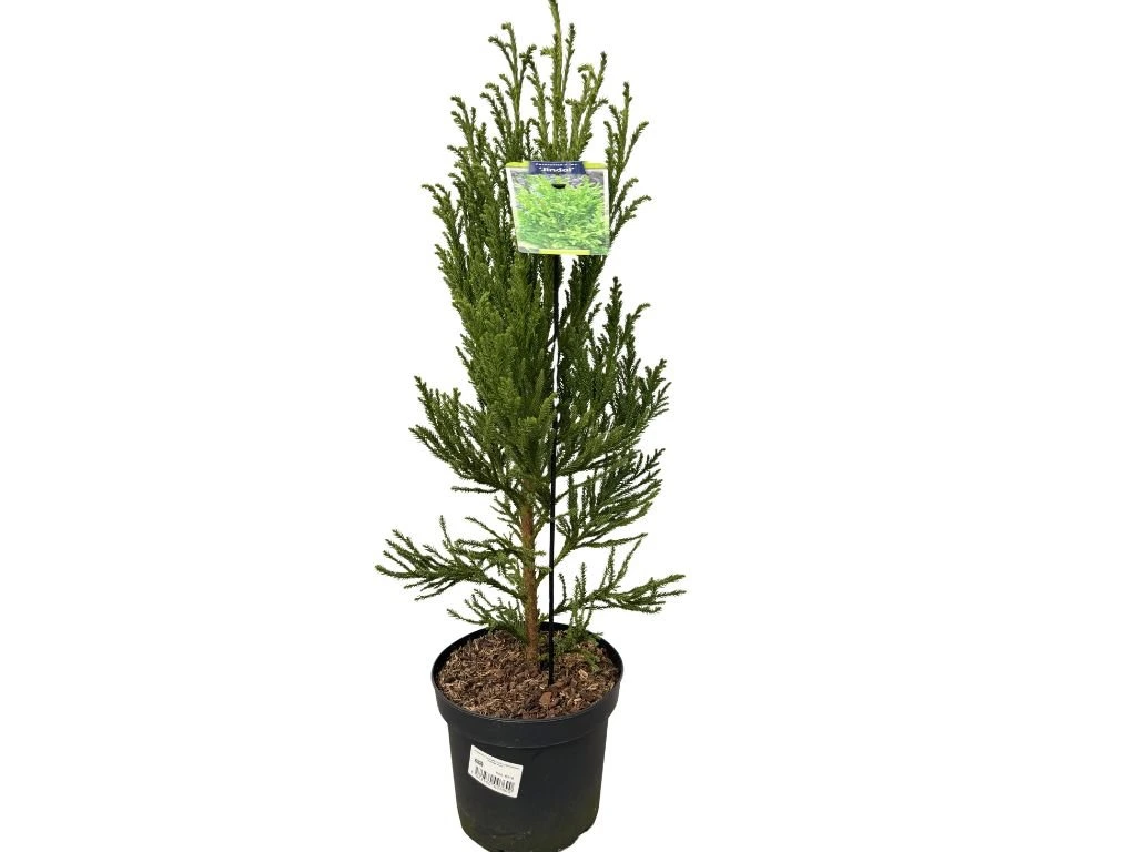 Kryptomerie japonská Jindai, výška 60–80 cm, květináč 23 cm
