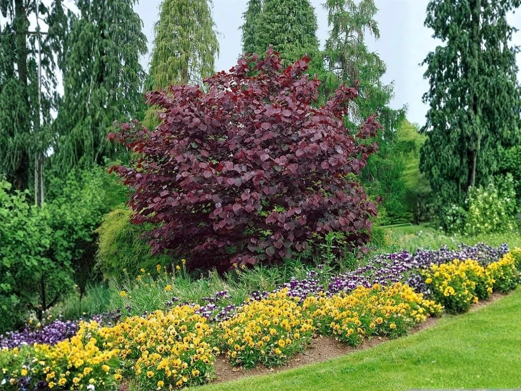 Zmarličník kanadský Ruby Falls, výška 180–200 cm, květináč 20 l
