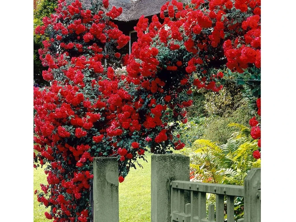 Růže popínavá Pauls Scarlet Climber, výška 50–60 cm, květináč 1,5 l