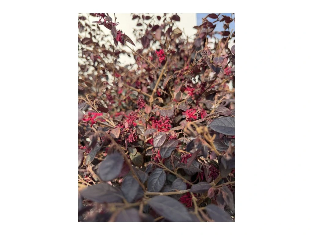 Loropetalum čínské Rubra, výška 60–70 cm, květináč 40 l