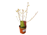 Svída krvavá Midwinter Fire, výška 30–40 cm, květináč 14 cm