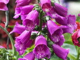 Náprstník Dottie Purple, květináč 11 cm