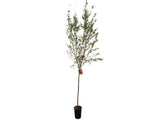 Granátovník punský Fina Tendral na 90–100 cm kmínku, výška 170–200 cm, květináč 6 l