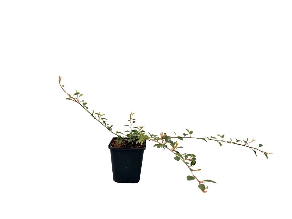 Skalník Dammerův Eichholz, květináč 9 cm