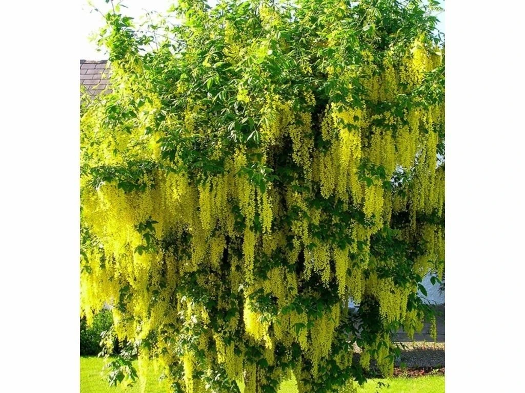 Štědřenec převislý Vossii, výška 100–150 cm, květináč 15 l