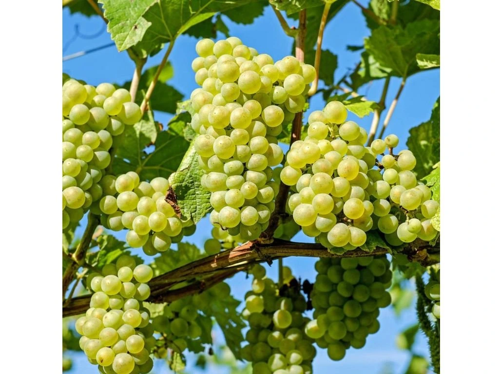 Réva vinná stolní Lakemont, vyvázaná, výška 150–175 cm, květináč 5 l