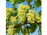 Réva vinná stolní Lakemont, vyvázaná, výška 150–175 cm, květináč 5 l