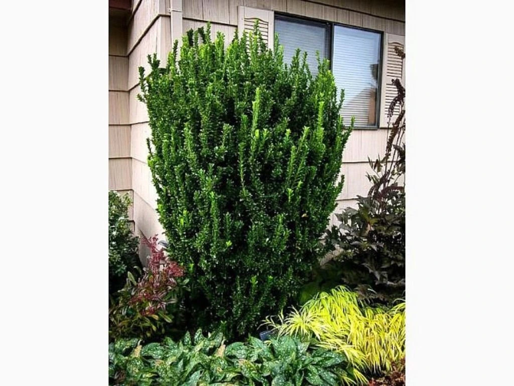 Brslen japonský Green Spire, výška 10–20 cm, květináč 9 cm
