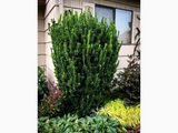 Brslen japonský Green Spire, výška 10–20 cm, květináč 9 cm