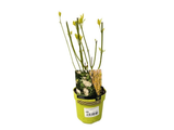 Svída výběžkatá Flaviramea, výška 30–40 cm, květináč 14 cm